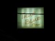 True Blue Bar Thumbnail